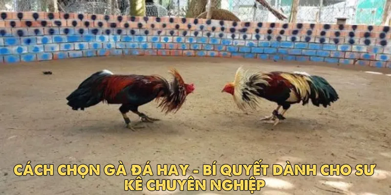 Cách chọn gà đá hay: Bí quyết dành cho sư kê chuyên nghiệp 1 Cách chọn gà đá hay: Bí quyết dành cho sư kê chuyên nghiệp