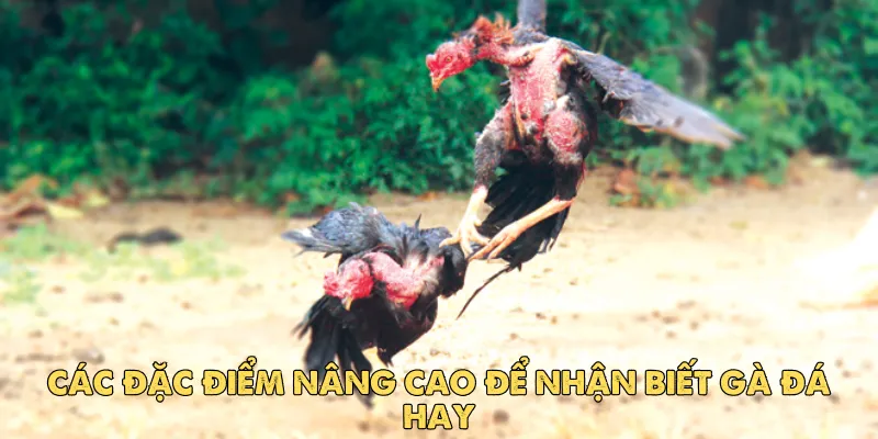 Cách chọn gà đá hay: Bí quyết dành cho sư kê chuyên nghiệp 3 Các đặc điểm nâng cao để nhận biết gà đá hay