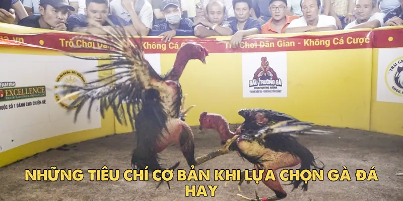 Cách chọn gà đá hay: Bí quyết dành cho sư kê chuyên nghiệp 2 Những tiêu chí cơ bản khi lựa chọn gà đá hay