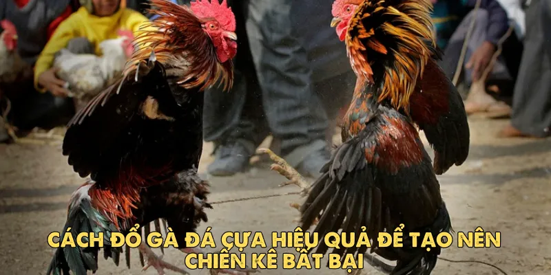 Cách đổ gà đá cựa hiệu quả để tạo nên chiến kê bất bại 1 Cách đổ gà đá cựa hiệu quả để tạo nên chiến kê bất bại
