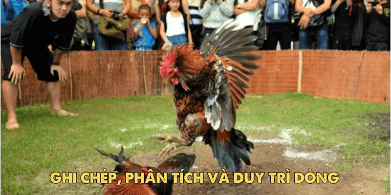 Cách đổ gà đá cựa hiệu quả để tạo nên chiến kê bất bại 5 Bí quyết giữ dòng gà chiến mạnh sau khi đổ thành công