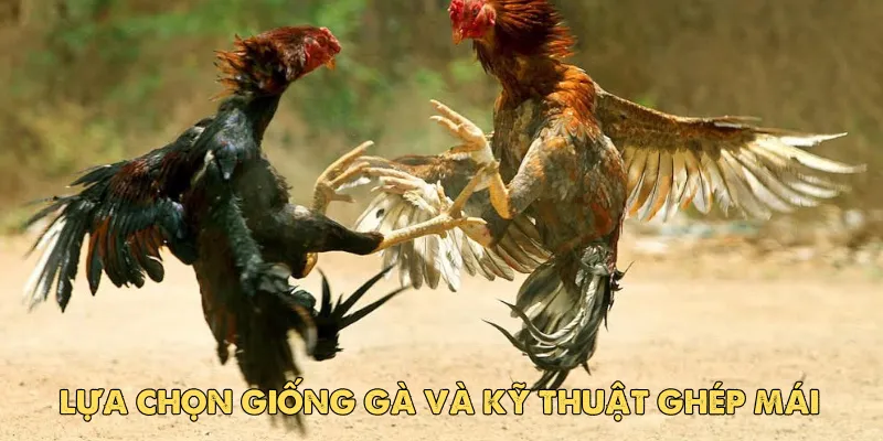Cách nuôi gà đá chân mạnh EV88: Bí quyết sở hữu chiến kê bất bại 5 Lựa chọn giống gà và kỹ thuật ghép mái