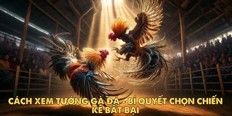 Cách xem tướng gà đá: Bí quyết chọn chiến kê bất bại EV88 1 Cách xem tướng gà đá: Bí quyết chọn chiến kê bất bại