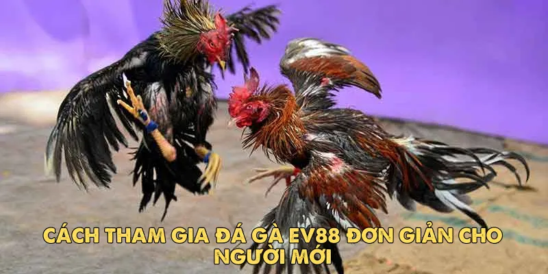 Sức hút hấp dẫn mà đá gà ev88 mang lại cho cược thủ