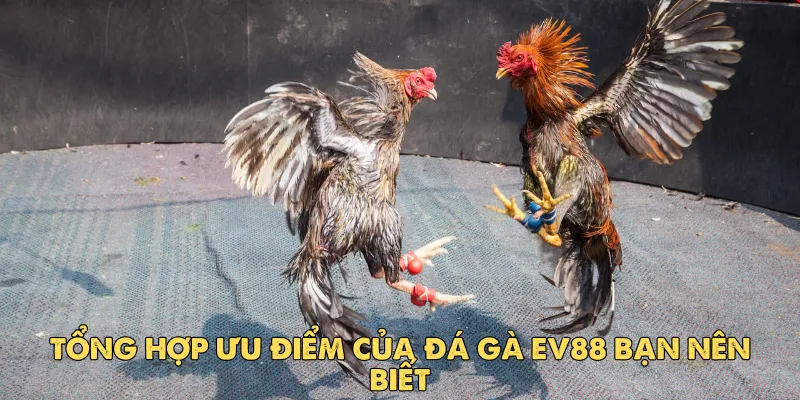 Hướng dẫn chơi đăng ký tham gia đá gà ev88